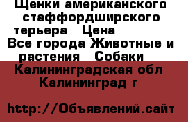 Щенки американского стаффордширского терьера › Цена ­ 20 000 - Все города Животные и растения » Собаки   . Калининградская обл.,Калининград г.